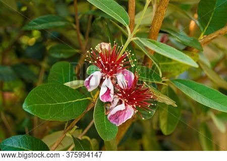 Flowers On A Acca Sellowiana, An Evergreen, Perennial Shrub Or Small Tree. Also Called Feijoa, Pinea