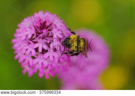 Bee Eating On A Wild Orchidea Flower In Alava, Spain