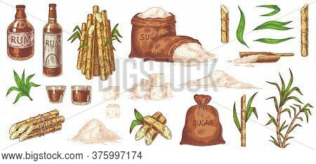 Hand Drawn Sugarcane And Rum. Stalks And Leaves Plants Sugarcane, Sugar Sack And Cubes, Glass And Bo