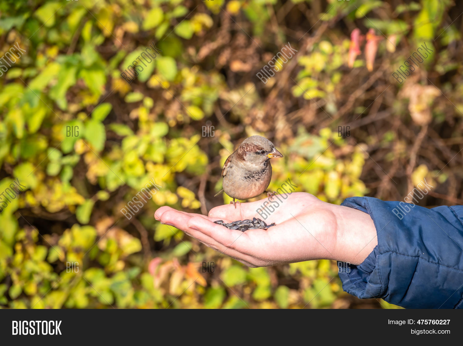 Boy Feeds Birds Seeds Image & Photo (Free Trial) Bigstock