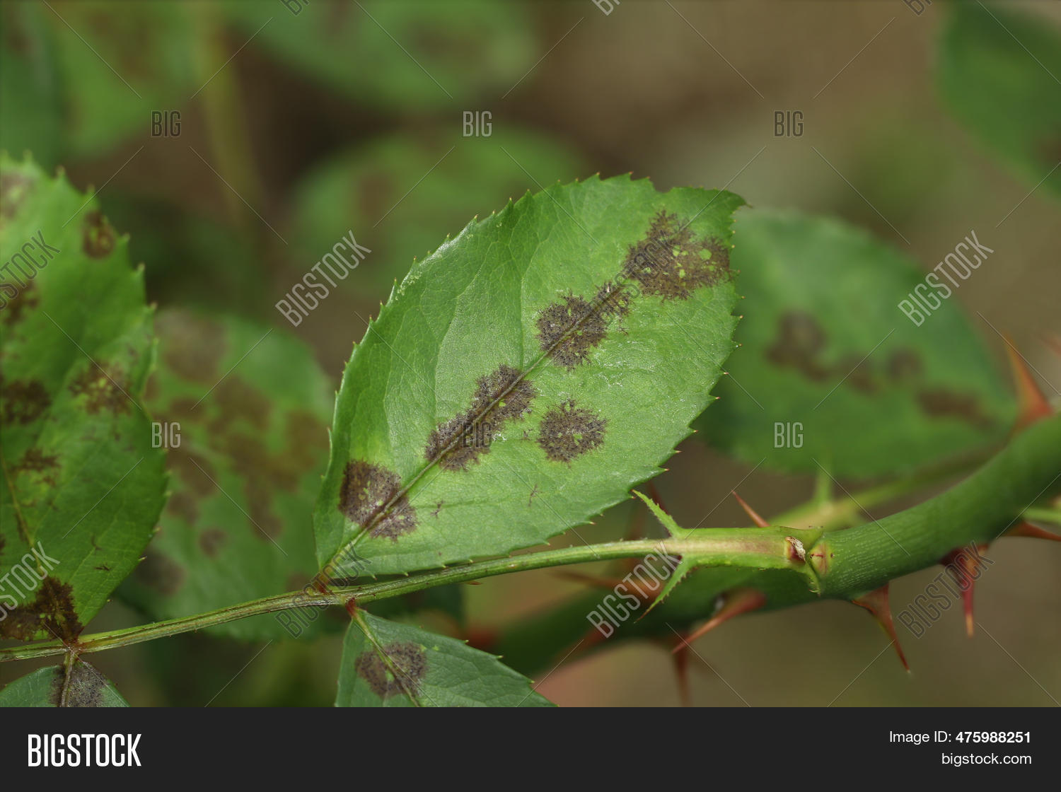 Rose Black Spot Image & Photo (Free Trial) Bigstock