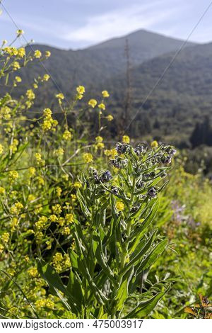 Tall, Flowering, Toxic Plant (cynoglossum Creticum) With Flowers Growing In Natural Habitat On A Sun