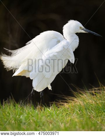 Portrait Of A Little Egret Standing On A Meadow, Sunny Day In Springtime, Camargue (provence, France
