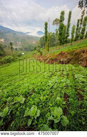 View A Cabbage Plantation In Bandung Indonesia