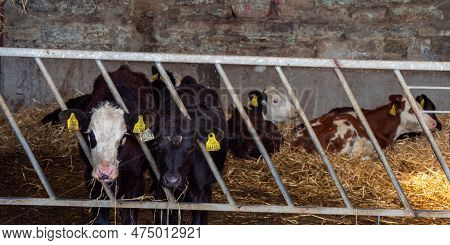 A Small Calves Behind The Fence Of A Cattle Pen On A Cattle Farm In Ireland. Cow On Hay