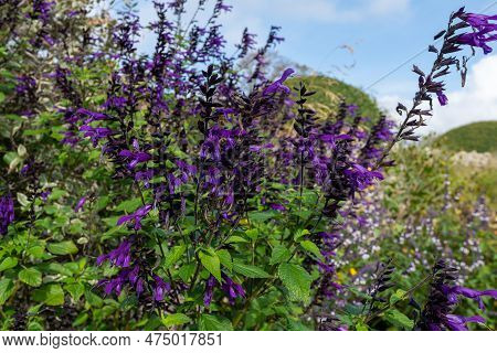 Salvia Amistad Flowers