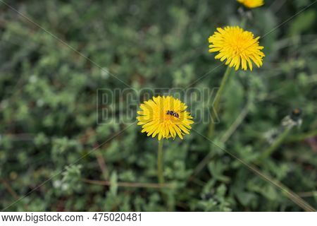 Close Up Blooming Yellow Dandelion Flowers (taraxacum Officinale) In The Garden In Spring. Detail Of
