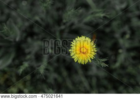 Close Up Blooming Yellow Dandelion Flowers (taraxacum Officinale) In The Garden In Spring. Detail Of