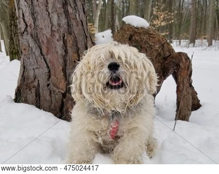 Close Up Of A Cute Adorable Shaggy Snorkie Dog With Long Fur Covering Eyes Outside In Snowy Forest
