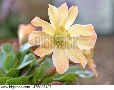 Beautiful Apricot Flower Of Lewisia Tweedyi With Water Droplets
