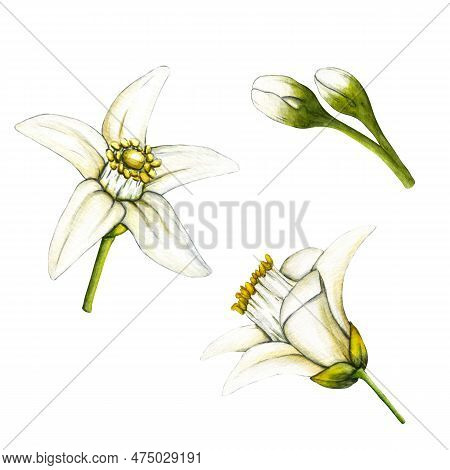 Watercolor Botanical Illlustration Of Lemon Tree Branch With Flowers On White Background For Design.