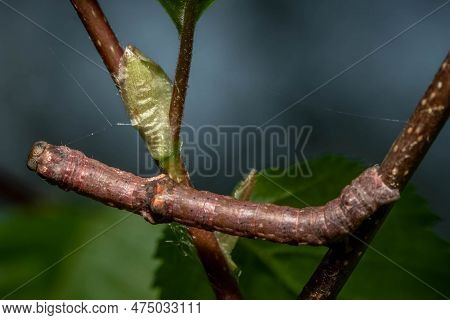 A Geometer Moth Caterpillar Mimics A Twig, Making It Extra Difficult For Predators To Spot. Raleigh,