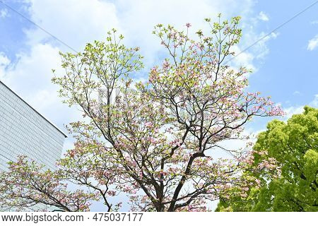 Flowering Dogwood ( Cornus Florida ) Pink Flowers. Cornaceae Deciduous Flowering Tree Native To Nort