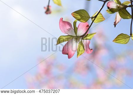 Flowering Dogwood ( Cornus Florida ) Pink Flowers. Cornaceae Deciduous Flowering Tree Native To Nort
