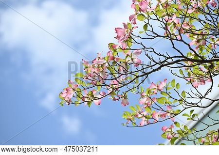 Flowering Dogwood ( Cornus Florida ) Pink Flowers. Cornaceae Deciduous Flowering Tree Native To Nort