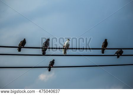 Group Of Pigeons Sitting On A Wire In The Morning.