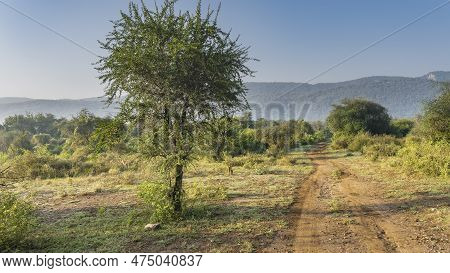 Morning In The Jungle. The Dirt Road For Safari Goes Ahead. On The Roadsides There Is Green Grass, T