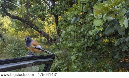 A Rufous Treepie- Dendrocitta Vagabunda  Crouched On The Edges Of The Windshield Of The Suv. Black-w