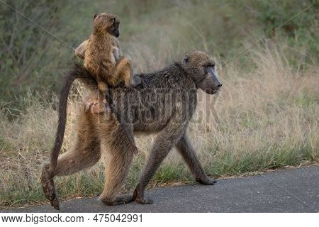 Baby Baboon Riding On The Mother Baboon's Back In The Kruger National Park