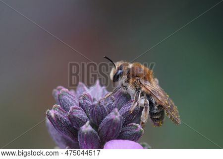Natural Closeup On A Female Mellow Minder Solitary Bee, Andrena Mitis Sitting On Top A Wallflower