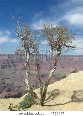 Grand Canyon Collection 2
