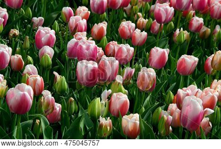 Bright Light Pink And White Tulips Close-up At Goztepe Park During The Annual Tulip Festival In Ista