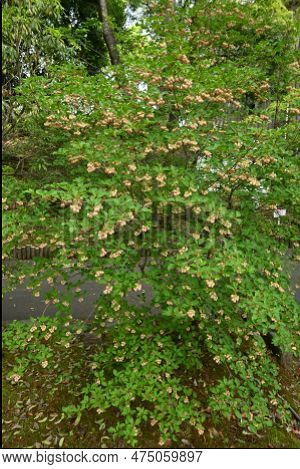 Redvein Enkianthus ( Enkianthus Campanulatus ) Flowers. Ericaceae Deciduous Shrub Endemic To Japan. 