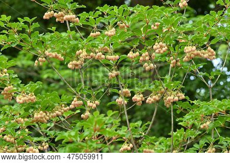Redvein Enkianthus ( Enkianthus Campanulatus ) Flowers. Ericaceae Deciduous Shrub Endemic To Japan. 
