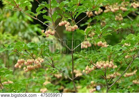 Redvein Enkianthus ( Enkianthus Campanulatus ) Flowers. Ericaceae Deciduous Shrub Endemic To Japan. 