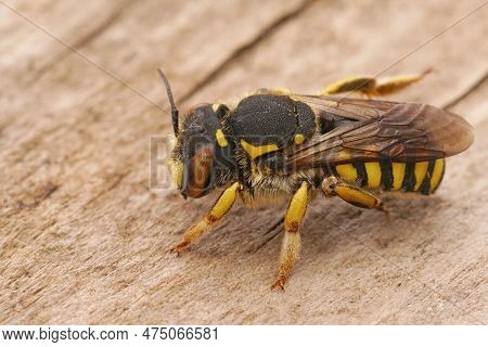 Detailed Closeup Of A Female Of The Florentine Woolcarder Bee, Anthidium Florentinum
