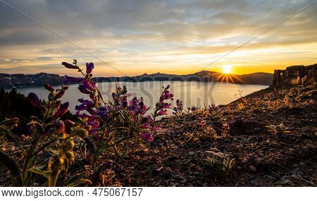 Penstemon Flowers Catch The Last Rays Of Sunset Over Crater Lake From Skell Head