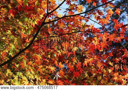Autumn Leaves In Enkoji Temple, Kyoto, Japan