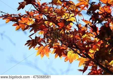 Autumn Leaves In Enkoji Temple, Kyoto, Japan