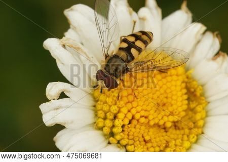 Natural Closeup Of A Migrant Hoverfly, Eupeodes Corollae, On A White Pretty Daisy Flower In The Gard