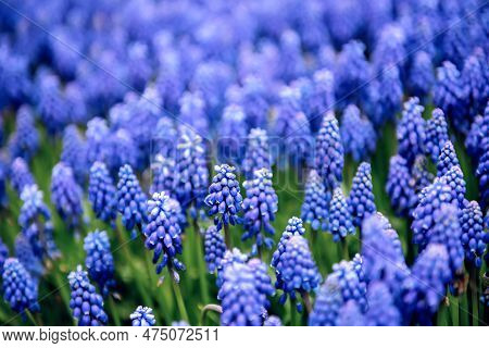 Muscari Neglectum, Hyacinth Flowers In The Spring Garden