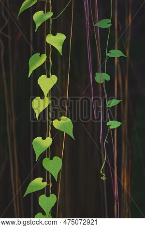 Beautiful Green Heart-shaped Leaves Of Javanese Treebine Or Grape Ivy Plant Are Growing On Root Hang