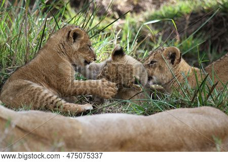 Cute Lion Cub Agrresively Attacks And Bites His Two Siblings