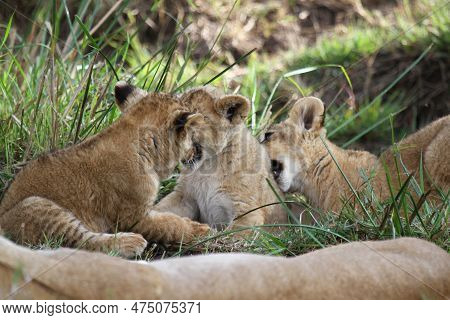 Three Cute Baby Lion Cubs Playing On Green Grass, One Cub Agrresively Attacks