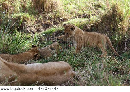 Cute Lion Cub Agrresively Attacks And Bites His Two Siblings