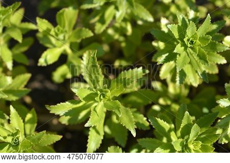 Takeshima Stonecrop Green Leaves In The Spring