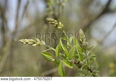 Dalmatian Laburnum Branch With Flower Buds In The Spring