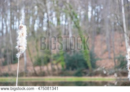 Flower Spike Going To Seed Of Typha Latifolia Or Broadleaf Cattail, Forest Landscape In Blurred Back