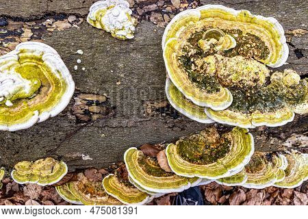 Top Perspective Of Bracket Fungus Or Polypore Fungus On Fallen Old Tree Trunk On Ground, Brown And G