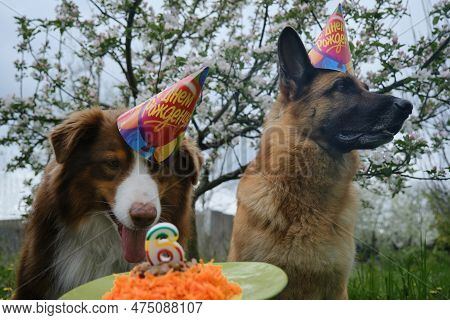 Festive Portrait Of Two Dogs Outside Near Blooming Apple Tree. German And Australian Shepherds Wear