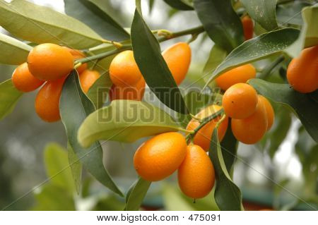 Kumquat strom