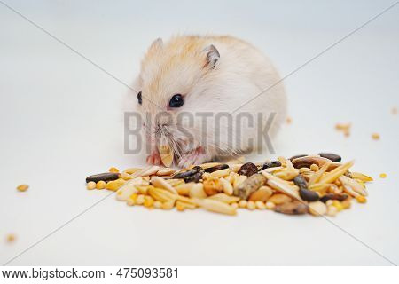 A Small White With Red Dzungar Hamster Eats Seeds On A White Table.