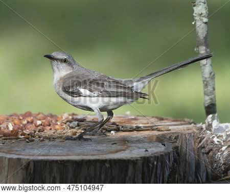 Mockingbird Perched On A Trre Stump Looking Left.