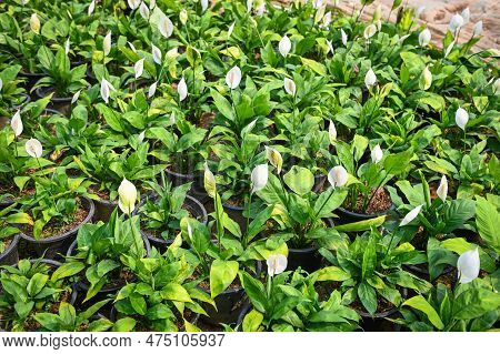 Peace Lily Seedling Bag In The Garden For Planting For Decorative Houseplant Spathiphyllum Wallisii 