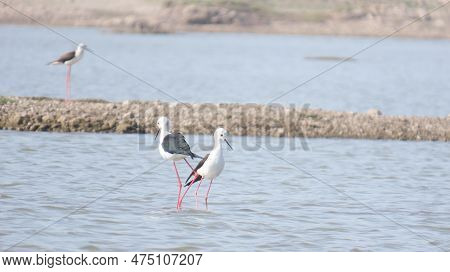 Jamnagar, Gujarat, India. April-04-2023. Black Winged Stilt Mating In The Lake.