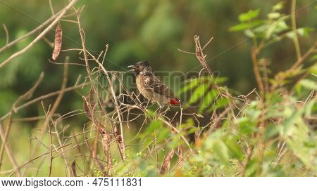 Rajkot, Gujarat, India. April-08-2023. Red Vented Bulbul.